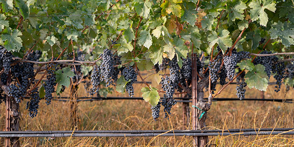 Vineyards